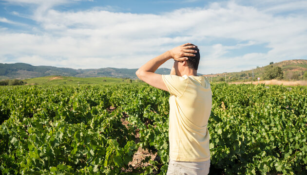 Rear View Of A Desperate Farmer Gesturing In Damaged Vineyard Field After Storm