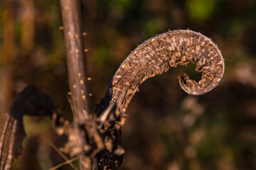 A spiral-shaped leaf in autumn is like a natural work of art