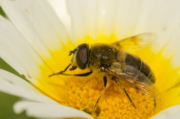 Female common drone fly Eristalis tenax on a flower of garland chrysanthemum Glebionis coronaria. San Lorenzo. Gran Canaria. Canary Islands. Spain.