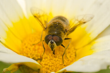 Female common drone fly Eristalis tenax on a flower of garland chrysanthemum Glebionis coronaria. San Lorenzo. Gran Canaria. Canary Islands. Spain.