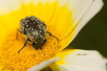 White spotted rose beetle Oxythyrea funesta on a flower of garland chrysanthemum Glebionis coronaria.. Gran Canaria. Canary Islands. Spain.