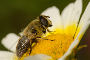 Female common drone fly Eristalis tenax on a flower of garland chrysanthemum Glebionis coronaria. San Lorenzo. Gran Canaria. Canary Islands. Spain.