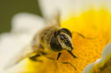 Female common drone fly Eristalis tenax on a flower of garland chrysanthemum Glebionis coronaria. San Lorenzo. Gran Canaria. Canary Islands. Spain.