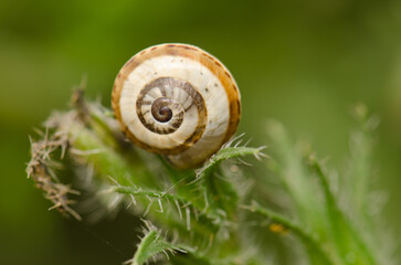 White garden snail Theba pisana. San Lorenzo. Las Palmas de Gran Canaria. Gran Canaria. Canary Islands. Spain.