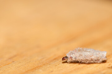Larva of the moth Tinea dubiella in its portable case. Las Palmas de Gran Canaria. Gran Canaria. Canary Islands. Spain.