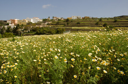 Meadow with garland chrysanthemum Glebionis coronaria in flower and town of San Lorenzo. Gran Canaria. Canary Islands. Spain.