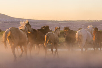 herd of horses in the morning