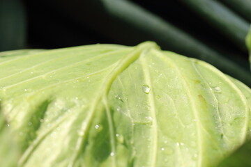 野菜収穫の新鮮キャベツの葉