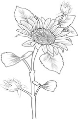 sun flower branch leaf with buds natural botanical collection pencil drawn engraved ink art illustration coloring page or book for adult and childbeds. isolated on white background image clip art .