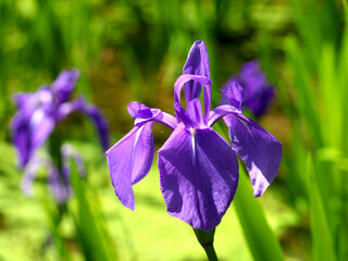 Purple iris flowers blooming in wetlands