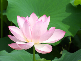 Pretty pink lotus flower in bloom