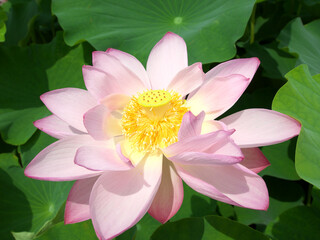 lotus flower in full bloom