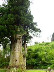 A large sacred cedar tree on a cloudy day