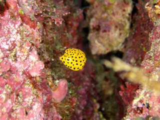 A cute little boxfish in a crevice between rocks
