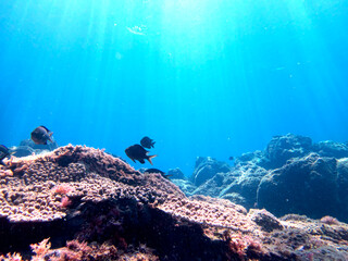 Coral reefs and beautiful underwater scenery
