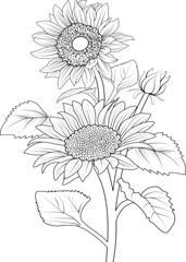 sun flower branch leaf with buds natural botanical collection pencil drawn engraved ink art illustration coloring page or book for adult and childbeds. isolated on white background image clip art .