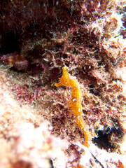A seahorse mimicking on rocks