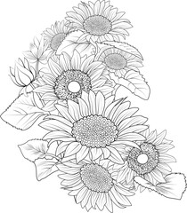 Fototapeta premium bouquet of sun flower hand drawn botanic illustration vector art leaf branch isolated floral pencil sketch coloring page for adult