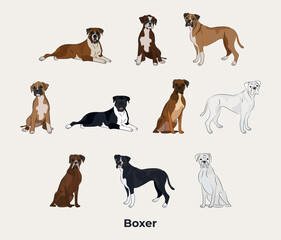 Boxer breed, dog pedigree drawing. Cute dog characters in various pose, designs for prints, adorable and cute Boxers cartoon vector set, in different poses. Flat cartoon style.