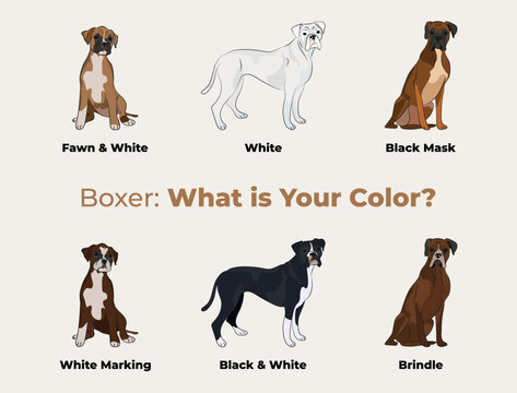 Boxer colors breed, dog drawing. Cute dog characters in various poses, designs for prints, adorable and cute Boxer dog cartoon vector set, in different poses. Flat cartoon style All boxers colours.