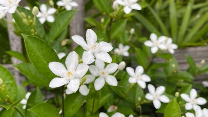 white spring flowers in garden with blurry background.
