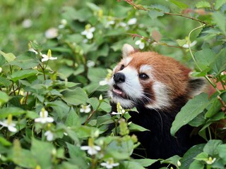 ドクダミの茂みから顔を出すレッサーパンダ