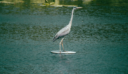 heron, bird, water, nature, wildlife, animal, egret, feather, wing, feathers,beak, water fowl, water bird, aquatic bird, bird watching, perch