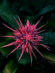 Aechmea fasciata species of flowering plant in the bromeliad family - a beautiful pink and purple tropical flower.