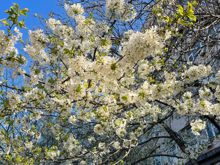 white blossoms on tree branches in spring in Bucharest, Romania.