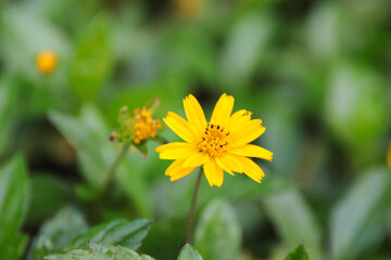 bee on yellow flower
