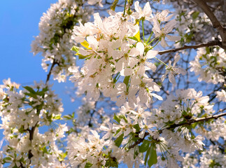 Wonderfully delicate white blossoms on tree branches in spring in Bucharest, Romania.