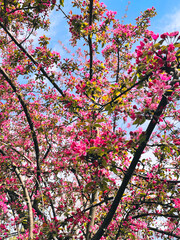 Colourful pink blossoms on tree branches in spring in Bucharest, Romania.