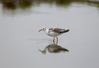 Solitary and group of ruff (Calidris pugnax) in winter plumage taken on the shore of a salty estuary in cloudy weather
