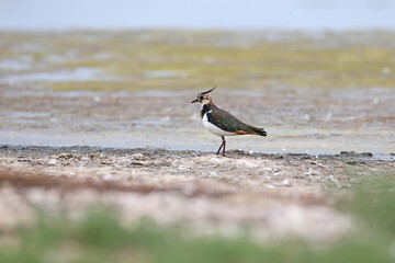 A lone northern lapwing (Vanellus vanellus) in winter plumage stands on the sandy shore of the estuary. Close-up photo