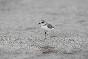Close-up photograph of a young Kentish plover (Charadrius alexandrinus) in winter plumage on the sandy shore of a salty estuary in Ukraine.