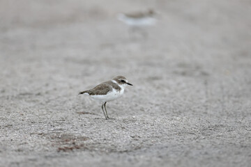 Close-up photograph of a young Kentish plover (Charadrius alexandrinus) in winter plumage on the sandy shore of a salty estuary in Ukraine.