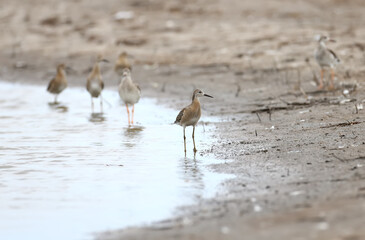 Solitary and group of ruff (Calidris pugnax) in winter plumage taken on the shore of a salty estuary in cloudy weather