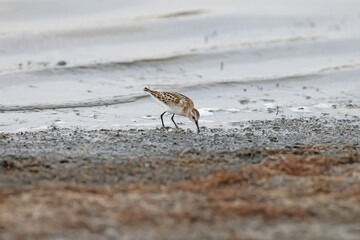 Winter The little stint (Calidris minuta) filmed in winter plumage during migration on the shore of a salty estuary in Ukraine