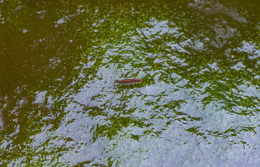 Beetle on water