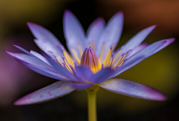 purple lotus flower
