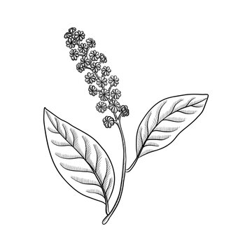 vector drawing Indian pokeweed , Phytolacca acinosa, hallucinogenic plant, herb of traditional chinese medicine, hand drawn illustration