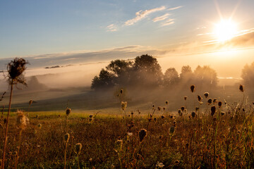 Sunrise in the Biebrza National Park. Foggy morning. The sun is shining through the fog. Trees in the fog. September in Podlasie