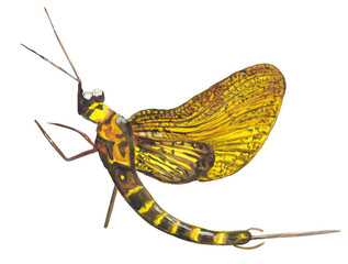 Mayfly insect gouache illustration Hand painted png clipart with transparent background