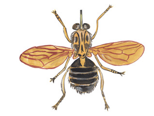 Tsetse fly gouache illustration Hand painted png clipart with transparent background