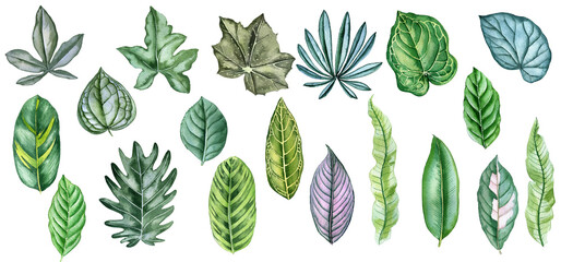 watercolor drawing tropical green leaves isolated at white background , hand drawn illustration