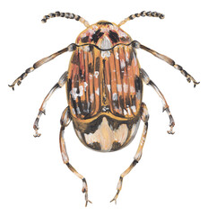 Pea weevil beetle gouache illustration Hand painted png clipart with transparent background