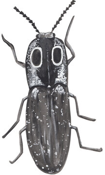 Eyed click beetle gouache illustration Hand painted png clipart with transparent background