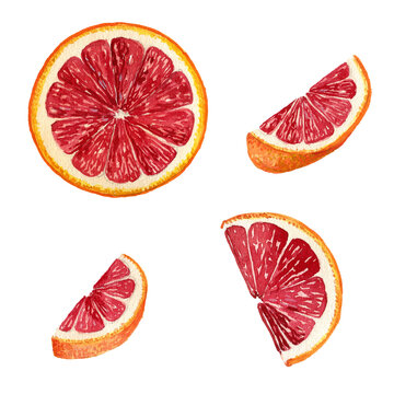 watercolor drawing grapefruit slices, citrus fruit, hand drawn illustration