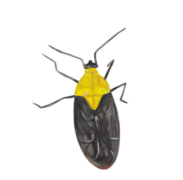Yellow plant bug gouache illustration Hand painted png clipart with transparent background