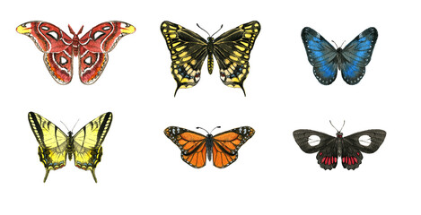 watercolor drawing tropical butterflies,hand drawn illustration